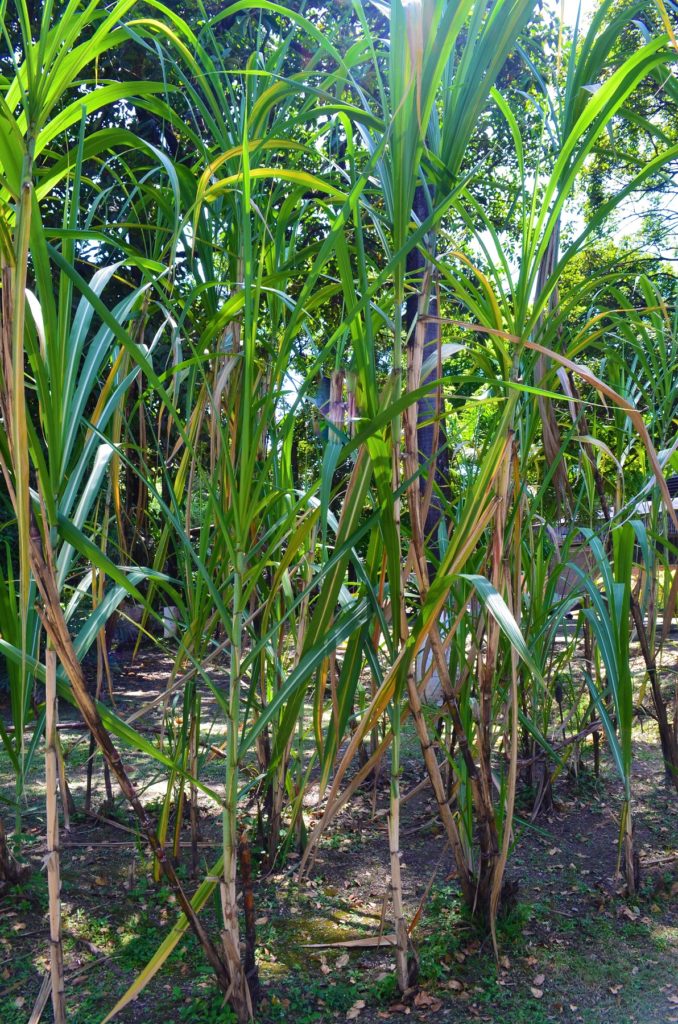 Sugar cane  