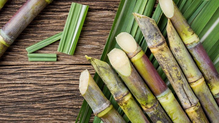 Sustainability in the rum industry - sugarcane