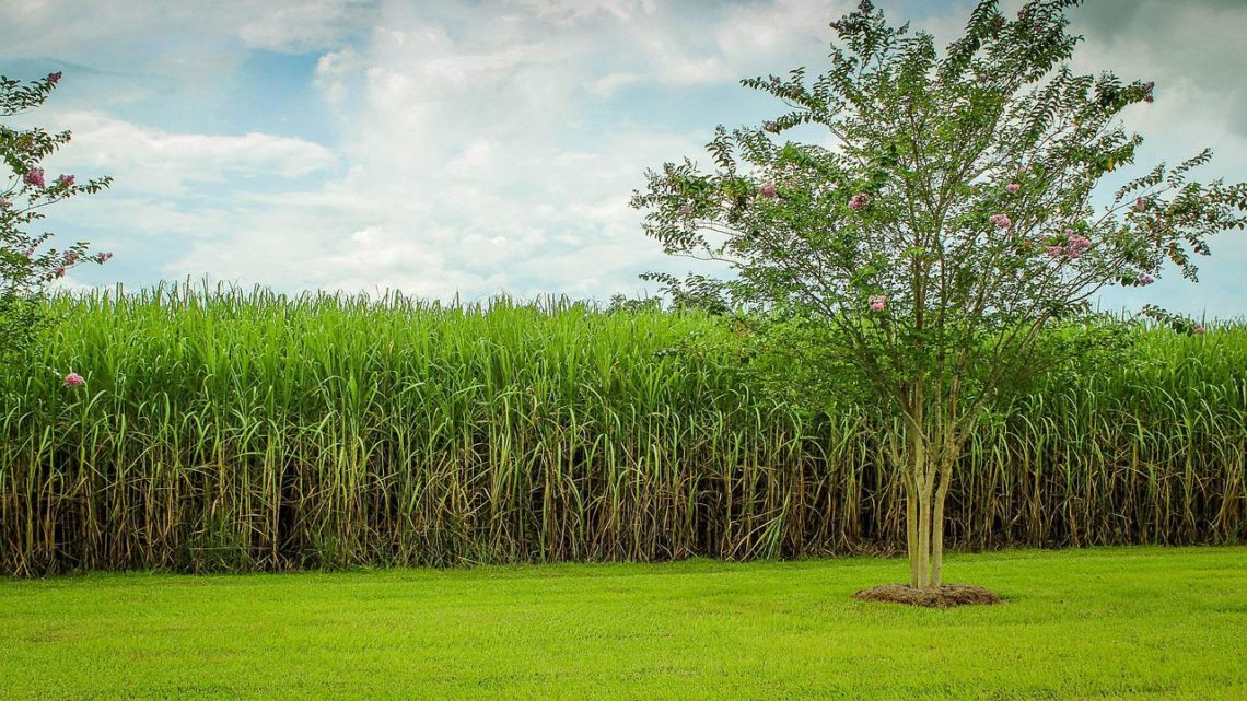 Sustainability - cane fields