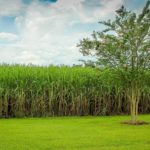 Sustainability - cane fields