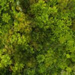 Sustainable Rum Brands