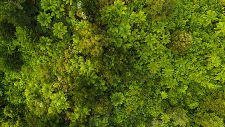 Sustainable Rum Brands