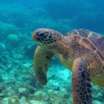 Tortuga Rum Fair Weather Foundation