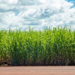 Cuba’s sugar collapse