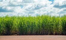 Cuba’s sugar collapse
