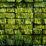 Belize’s Copalli Rum Eco Practices