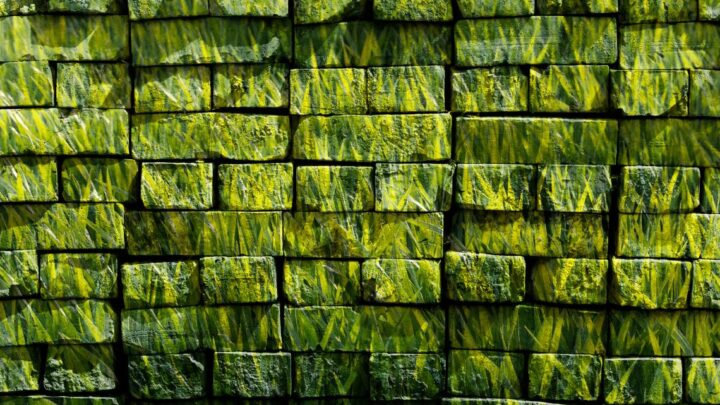 Belize’s Copalli Rum Eco Practices Set a New Standard for Sustainability