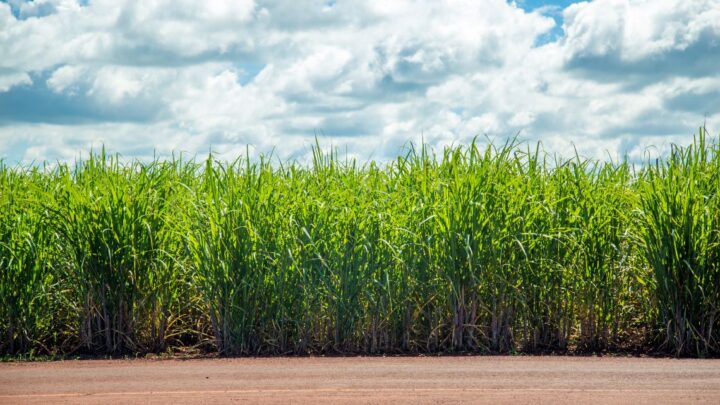 El colapso azucarero de Cuba: una amenaza para la industria del ron en la isla