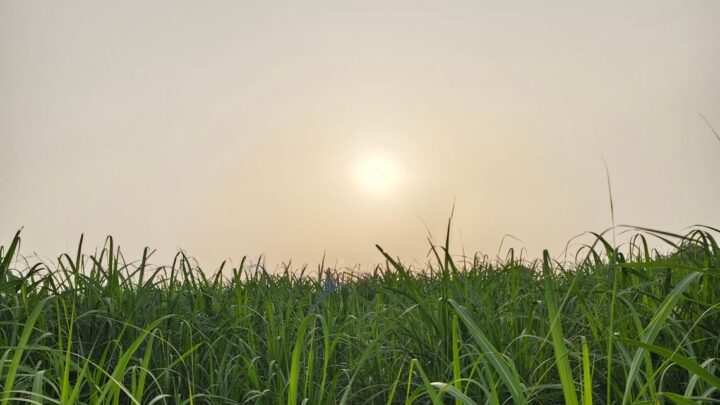 Yabucoa Rum Company impulsa el renacer de la caña en Puerto Rico