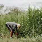 Producción de caña