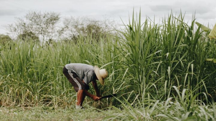 Producción de caña: proyecciones de crecimiento para la zafra 2025-2026 en Venezuela
