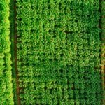 Industria Licorera de Caldas