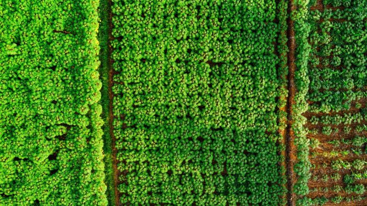 Industria Licorera de Caldas Sets a Global Standard for Sustainability